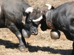 KuhkampfMission 2011