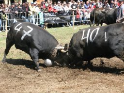 KuhkampfMission 2011