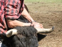 KuhkampfMission 2011