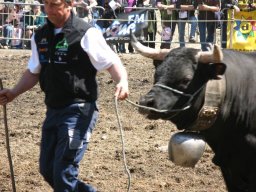 KuhkampfMission 2011